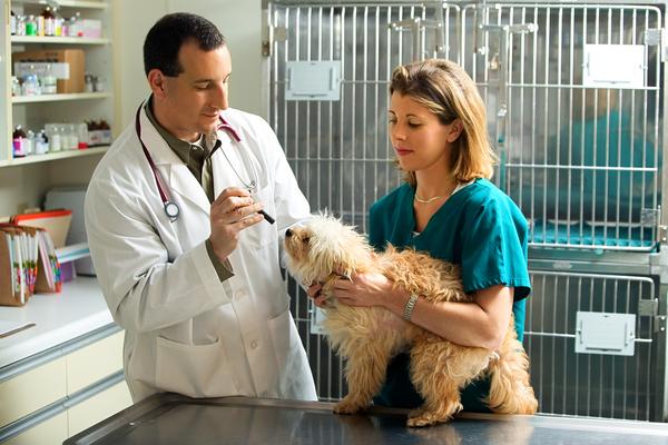Gadgets And Devices Used By Veterinarians