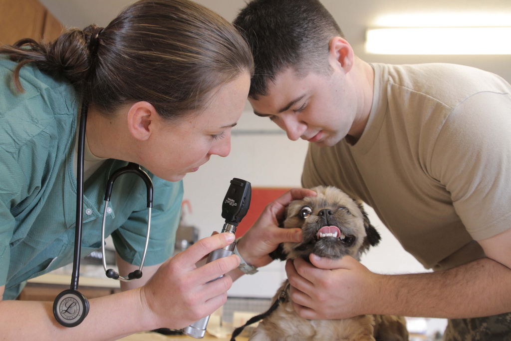 Gadgets And Devices Used By Veterinarians